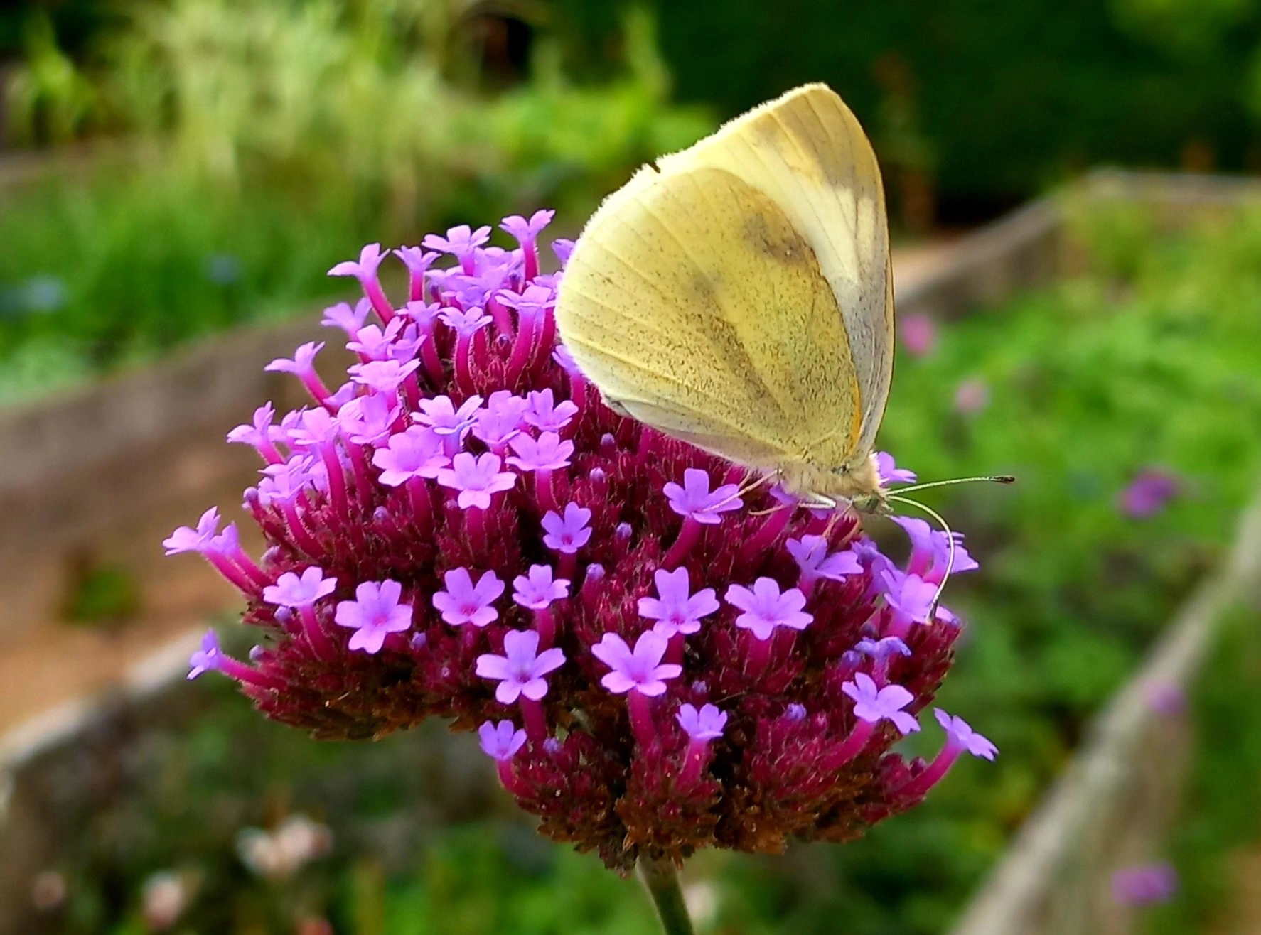 Butterfly White Landscape